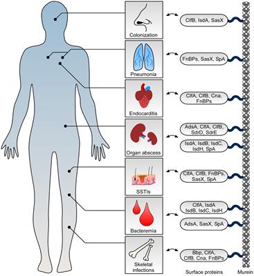 Functional diversity of staphylococcal surface proteins at the host-microbe interface